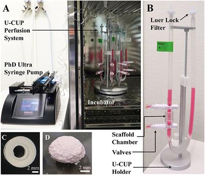 A Perfusion Culture System for Assessing Bone Marrow Stromal Cell Differentiation on PLGA Scaffolds for Bone Repair